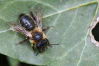 Andrena scotica