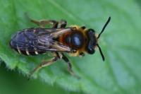 Andrena dorsata