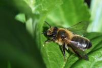Andrena scotica