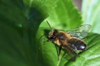 Andrena scotica