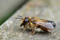 Megachile willughbiella
