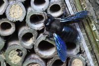 Xylocopa violacea