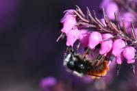 Osmia cornuta