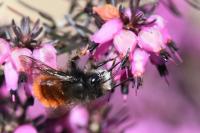 Osmia cornuta