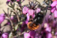 Osmia cornuta