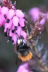 Osmia cornuta
