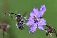 Eucera nigrifacies
