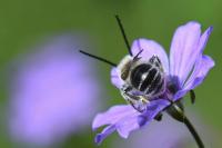 Eucera nigrifacies