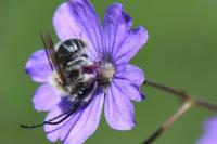 Eucera nigrifacies