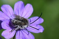 Eucera nigrifacies