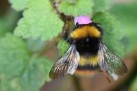 Bombus pratorum
