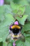 Bombus pratorum