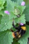 Bombus pratorum