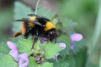 Bombus pratorum