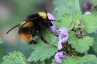 Bombus pratorum