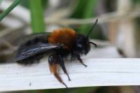 Andrena clarkella