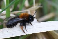 Andrena clarkella