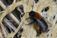Andrena clarkella