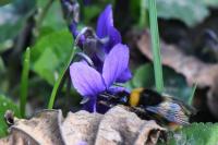 Bombus pratorum