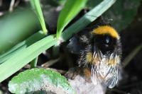 Bombus pratorum