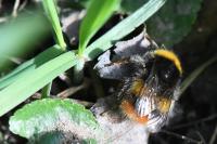Bombus pratorum