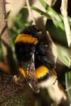 Bombus terrestris/lucorum
