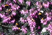 Bombus terrestris/lucorum