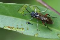 Macrophya punctumalbum