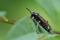 Macrophya punctumalbum