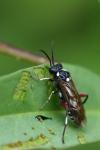 Macrophya punctumalbum