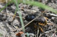 Osmia bicolor
