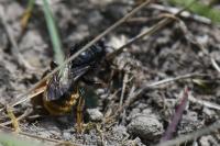 Osmia bicolor