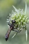 Prionyx kirbii
