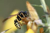 Polistes nimpha