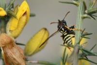 Polistes nimpha