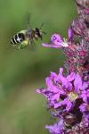 Melitta nigricans