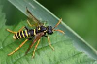 Tenthredo scrophulariae