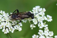 Macrophya montana