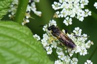 Macrophya montana