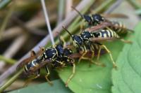 Polistes nimpha