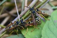 Polistes nimpha