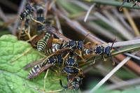 Polistes nimpha