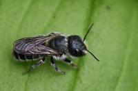 Osmia caerulescens