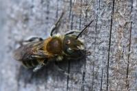 Osmia caerulescens