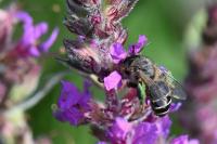 Melitta nigricans