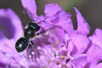Osmia caerulescens