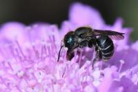 Osmia caerulescens