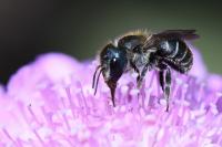 Osmia caerulescens
