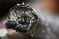 Ceratina cyanea