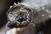 Ceratina cyanea
